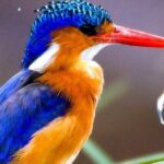 2 Days 1 Night tour to the Amboseli National Park. - Authentic Tips from Past Travelers