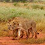 2 Days (1 night); Tsavo East & Saltlick Safari: - The Real-World Insights from Reviews