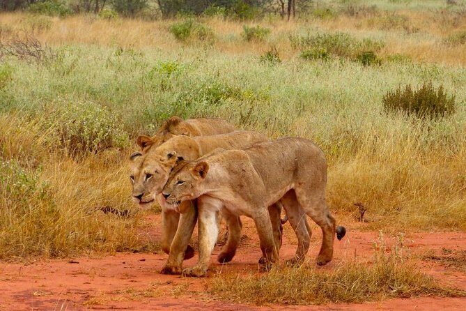2 Days (1 night); Tsavo East & Saltlick Safari: - The Real-World Insights from Reviews
