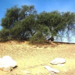 2 Days 1 Night White Desert From Cairo ( private ) - What’s Included and What’s Not