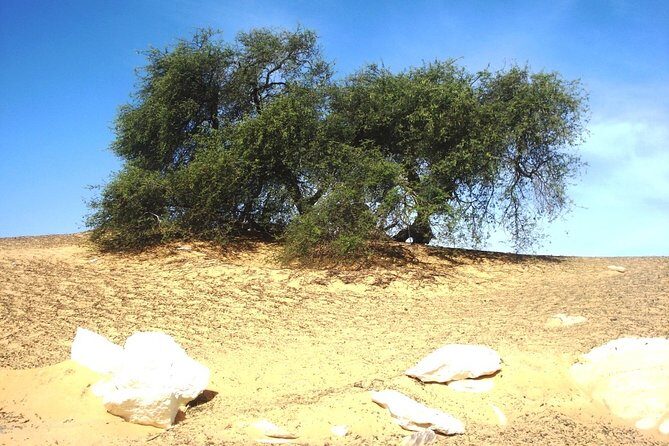 2 Days 1 Night White Desert From Cairo ( private ) - What’s Included and What’s Not