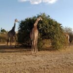 2 Days Adventurous Safari in Amboseli (Mid Range Tour) - What You Get for the Price
