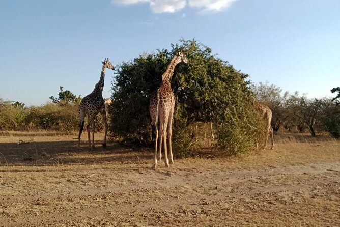 2 Days Adventurous Safari in Amboseli (Mid Range Tour) - What You Get for the Price