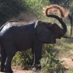 2 Days Africa Safari - Who Is This Tour Best For?