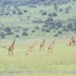 2 Days Akagera Wildlife Safari - The Sum Up