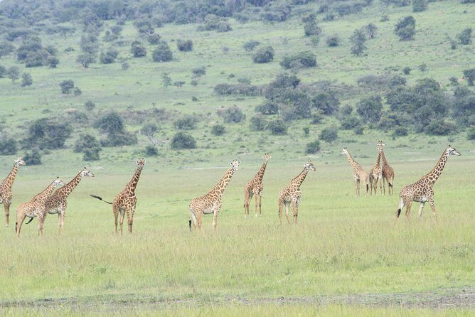 2 Days Akagera Wildlife Safari - The Sum Up