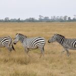 2 Days Amboseli Getaway Trip - Analyzing the Cost and Value