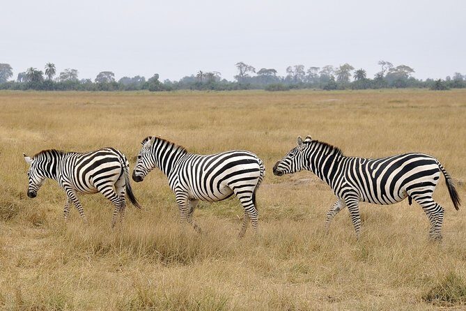 2 Days Amboseli Getaway Trip - Analyzing the Cost and Value