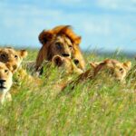 2 days Amboseli National Park Safari - What’s Included & What’s Not