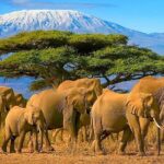 2 Days Amboseli National Park Safari- Guarantee Daily Departure - Final Thoughts