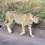 2 Days Amboseli Park Overnight Private Safari - Whats Included and Whats Not