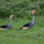 2 Days Amboseli Private Safari - What Makes This Tour Stand Out?