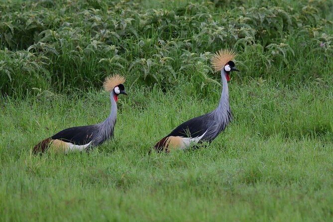 2 Days Amboseli Private Safari - What Makes This Tour Stand Out?