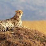 2 Days Amboseli Safari Adventure from Nairobi Classic Game Drives - How This Tour Offers Value