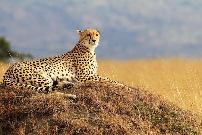 2 Days Amboseli Safari Adventure from Nairobi Classic Game Drives - How This Tour Offers Value