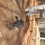 2 Days at Amboseli National park - Authentic Encounters and Reviews: What Travelers Say