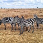 2 Days Best Safari to Mikumi National Park - What Makes This Tour Stand Out?