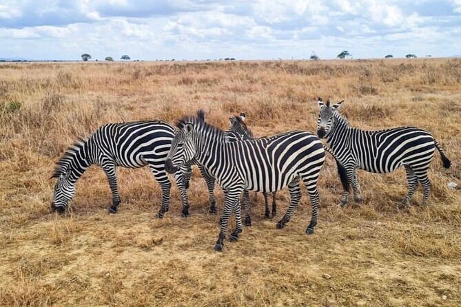 2 Days Best Safari to Mikumi National Park - What Makes This Tour Stand Out?