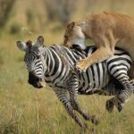2 Days Budget Safari Masai Mara - Guides and Authentic Encounters