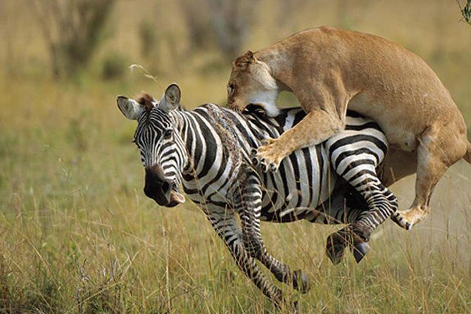 2 Days Budget Safari Masai Mara - Guides and Authentic Encounters