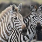 2 Days Camping Safari, Lake Manyara & Ngorongoro Crater - Practical Details and Tips