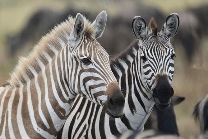 2 Days Camping Safari, Lake Manyara & Ngorongoro Crater - Practical Details and Tips