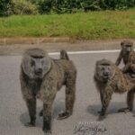 2 Days Chimpanzees trekking Tour and Canopy walk Adventure - The Value of the Tour: Is It Worth It?