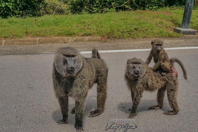 2 Days Chimpanzees trekking Tour and Canopy walk Adventure - The Value of the Tour: Is It Worth It?