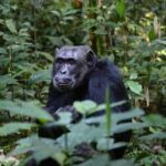 2 Days Chimpazee Safari In kibale Forest Park Uganda. - What’s Included and What to Consider