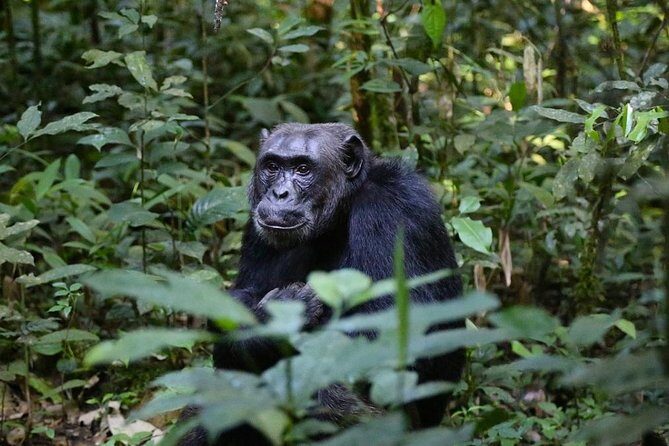 2 Days Chimpazee Safari In kibale Forest Park Uganda. - What’s Included and What to Consider