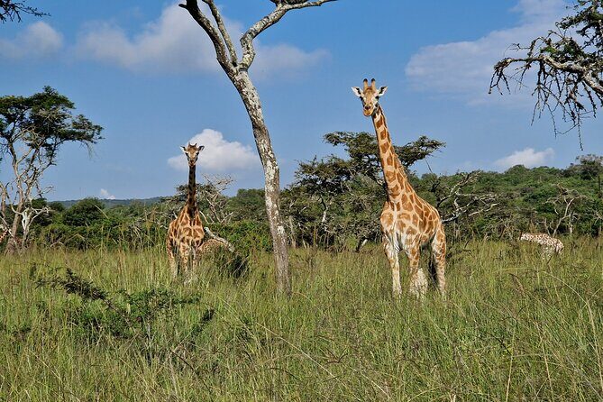 2 Days Cycling Safari To Lake Mburo National Park - Whats Included and What to Expect