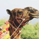2 Days Desert Tour Fez to Marrakech (Or back to Fez) - A Closer Look at the 2-Day Desert Tour