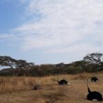 2 Days Ethiopian Rift Valley Lakes Tour from Addis Ababa - Value and Practical Considerations