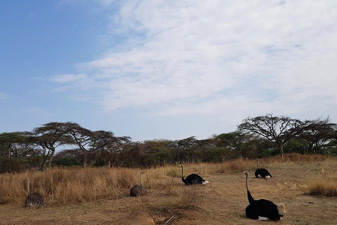 2 Days Ethiopian Rift Valley Lakes Tour from Addis Ababa - Value and Practical Considerations