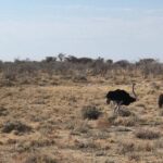 2 Days Etosha Safari Guided Tour - Who Should Consider This Tour?