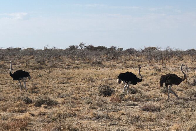 2 Days Etosha Safari Guided Tour - Who Should Consider This Tour?
