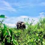2 Days Family Safari to Murchison Falls Park Uganda - What Makes This Tour Truly Valuable
