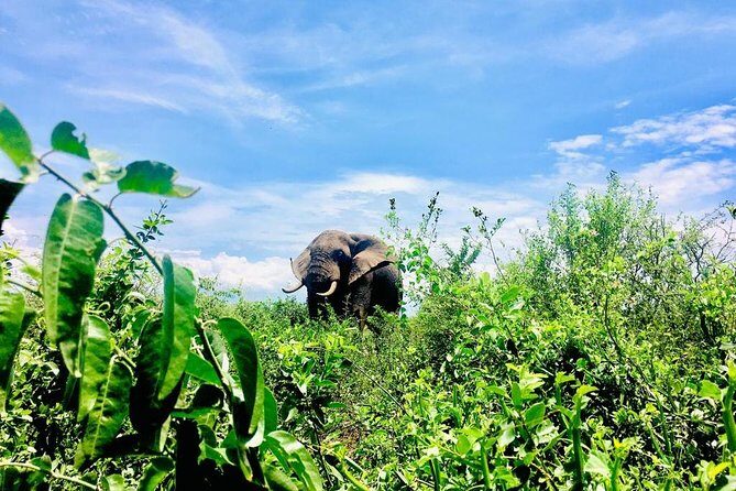 2 Days Family Safari to Murchison Falls Park Uganda - What Makes This Tour Truly Valuable