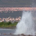 2 Days Flamingo Tour to Lake Bogoria & Lake Nakuru From Nairobi - Day 2: Lake Nakuru’s Spectacular Wildlife