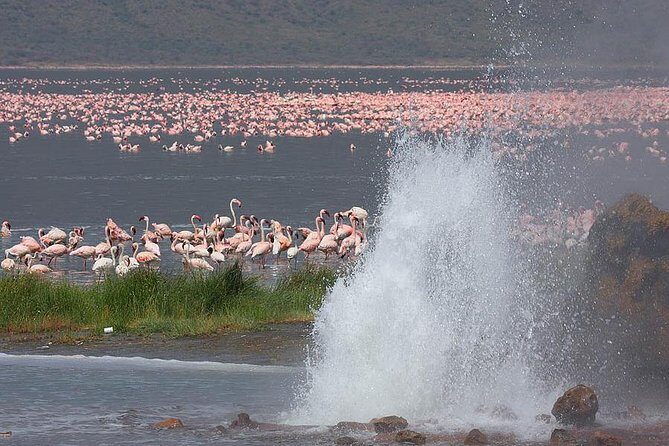 2 Days Flamingo Tour to Lake Bogoria & Lake Nakuru From Nairobi - Day 2: Lake Nakuru’s Spectacular Wildlife