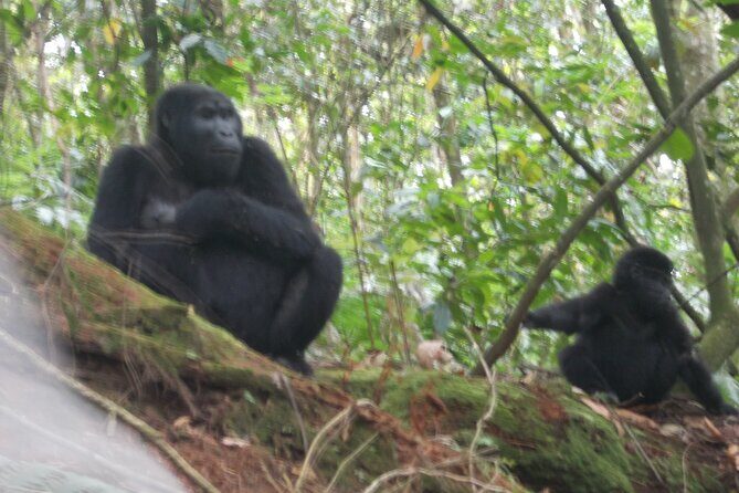 2 Days Gorilla Trekking in Bwindi through Kigali - Why the Price Reflects Good Value