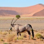 2 Days Guided Tour in Sossusvlei and Sandwich Harbor - The Experience: What Youll Love and What to Keep in Mind