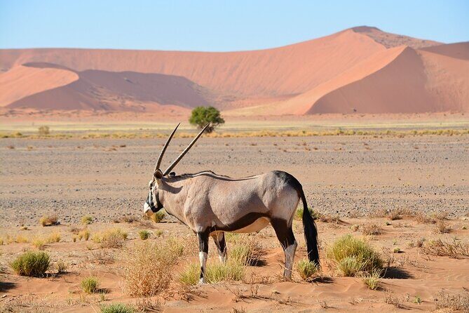 2 Days Guided Tour in Sossusvlei and Sandwich Harbor - The Experience: What Youll Love and What to Keep in Mind