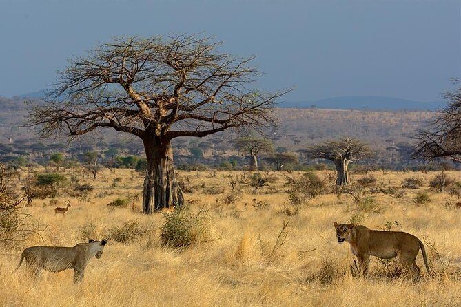 2 Days In Ruaha National Park. - What’s Included and What to Consider