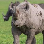2 Days Joined Group Tarangire and Ngorongoro Crater National Park - Day 1: Tarangire National Park — Wildlife and Wilderness