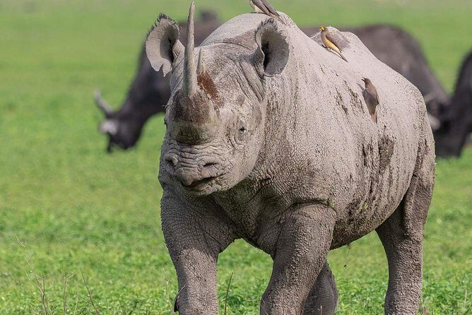 2 Days Joined Group Tarangire and Ngorongoro Crater National Park - Day 1: Tarangire National Park — Wildlife and Wilderness