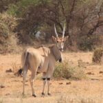 2 Days Kenya Safari special Tsavo East and Taita hills Saltlick from Mombasa - The Itinerary Breakdown: What to Expect