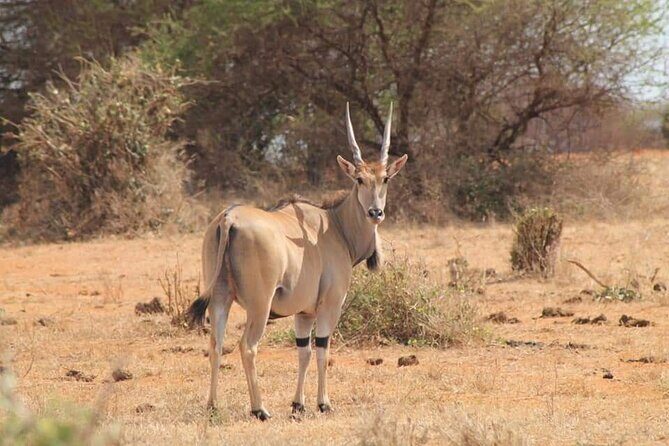 2 Days Kenya Safari special Tsavo East and Taita hills Saltlick from Mombasa - The Itinerary Breakdown: What to Expect