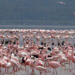 2 Days Lake Elementaita National park Safari - Day 2: Birdwatching and Return to Nairobi