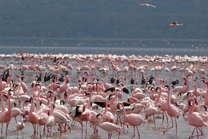 2 Days Lake Elementaita National park Safari - Day 2: Birdwatching and Return to Nairobi